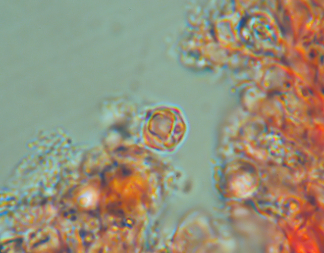 Mycenella sp. e nuove prove di microfotografia